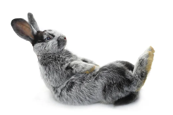 Сидить сірих кролика — стокове фото