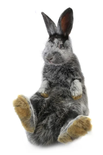 Szary królik siedzi — Zdjęcie stockowe