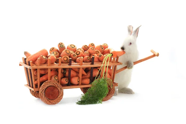 Weißes Kaninchen mit Karotten auf Schubkarre — Stockfoto