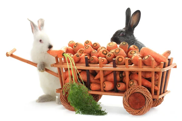 Кролики з морквою на інвалідному візку — стокове фото