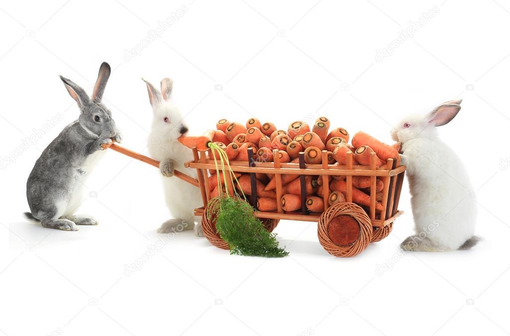 rabbits  with carrots on wheelbarrow