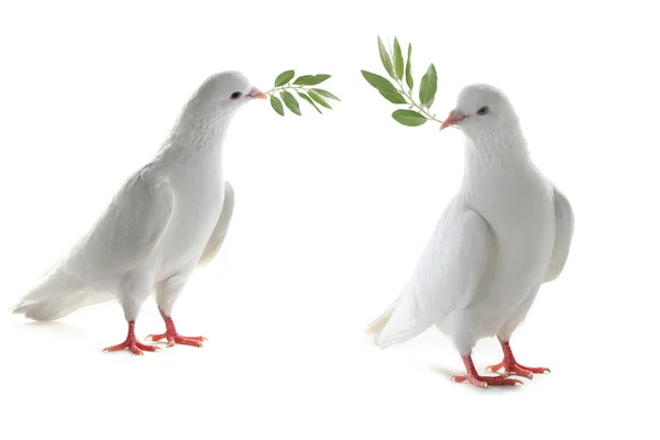 Two white pigeons  with  olive branch — Stock Photo, Image