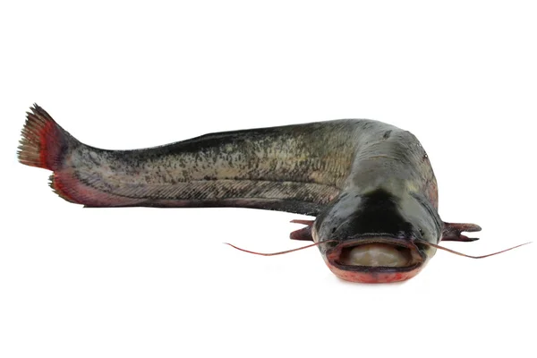 Catfish  on white — Stock Photo, Image