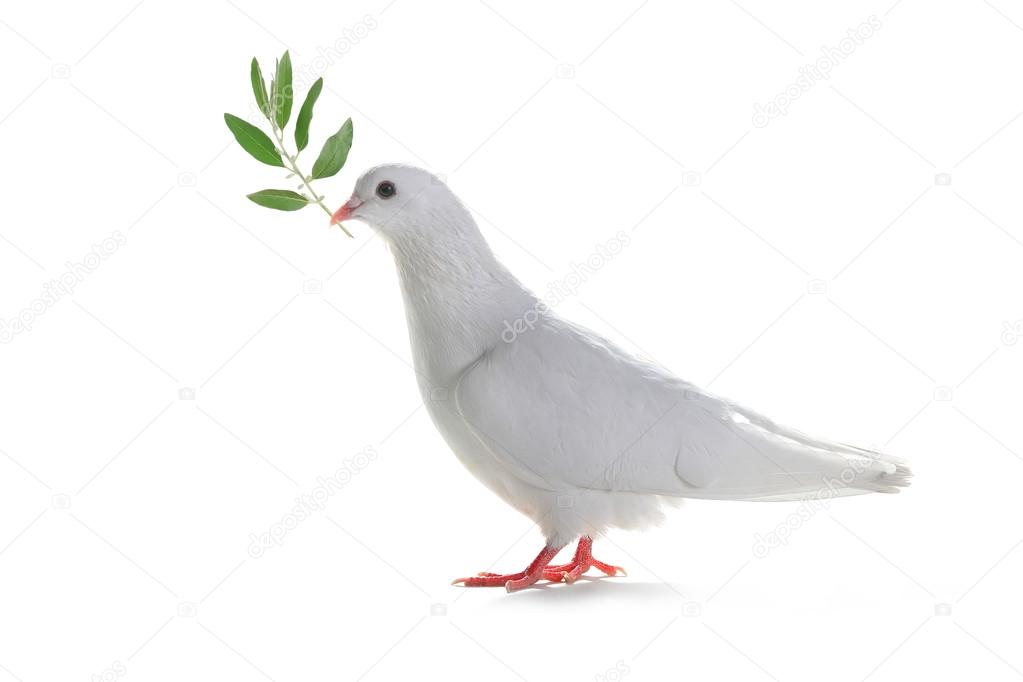 white pigeon with  olive branch