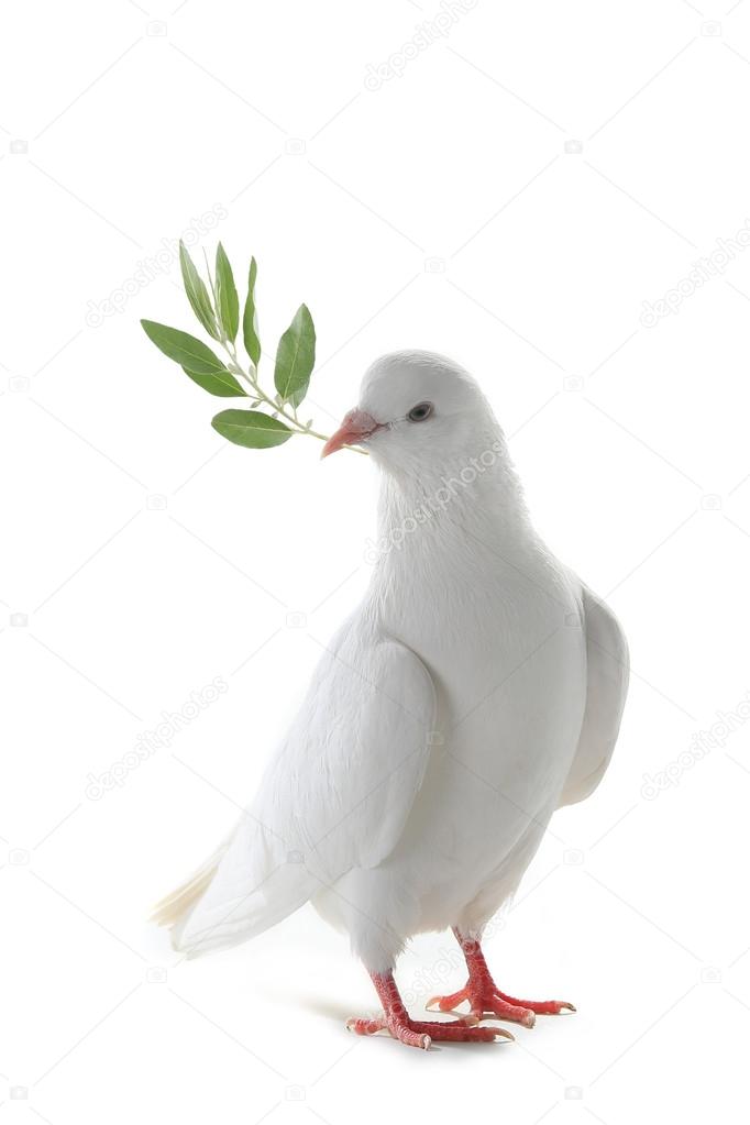 38 847 White Pigeon Stock Photos Images Download White Pigeon Pictures On Depositphotos 38 847 White Pigeon Stock Photos Images Download White Pigeon Pictures On Depositphotos