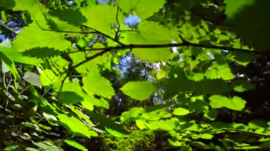 Yaz ormandaki yeşil yaprakları