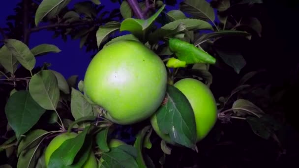 Green apples on branches — Stock Video