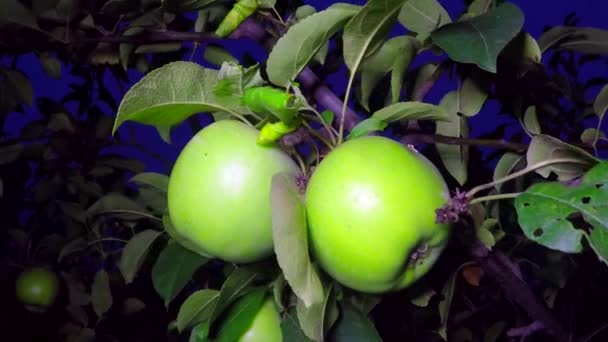 Green apples on branches — Stock Video