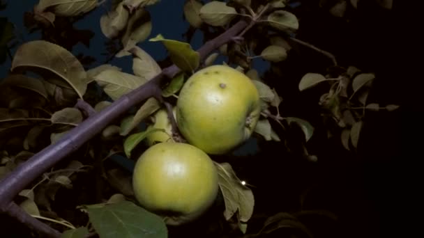 Green apples on branches — Stock Video