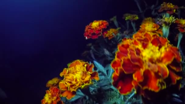 Цветущие цветы Мэриголд — стоковое видео