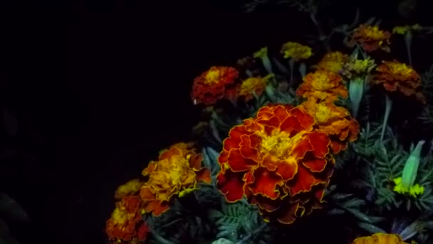 Fioritura fiori di calendula — Video Stock