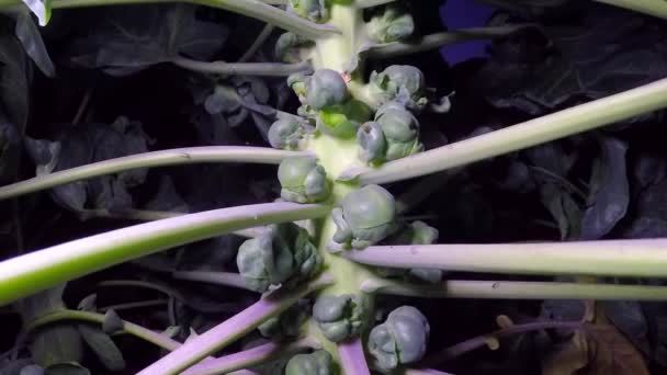 Brussels cabbage on a bush — Stock Video