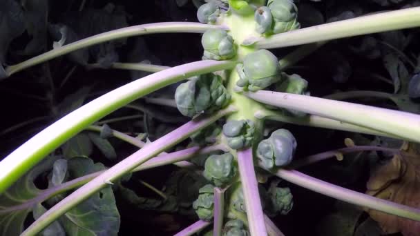 Brussels cabbage on a bush — Stock Video