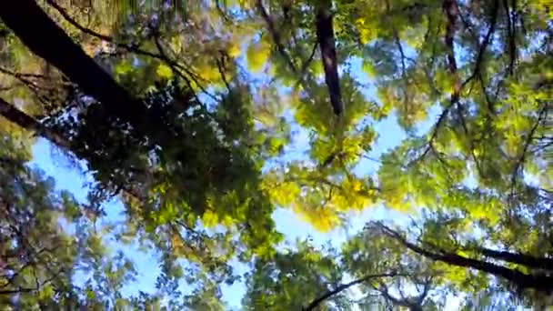 Зелений ліс — стокове відео