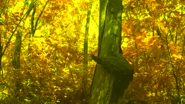 Árbol en el bosque — Vídeos de Stock