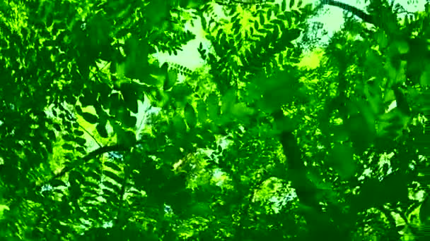 Folhas verdes na floresta de verão — Vídeo de Stock