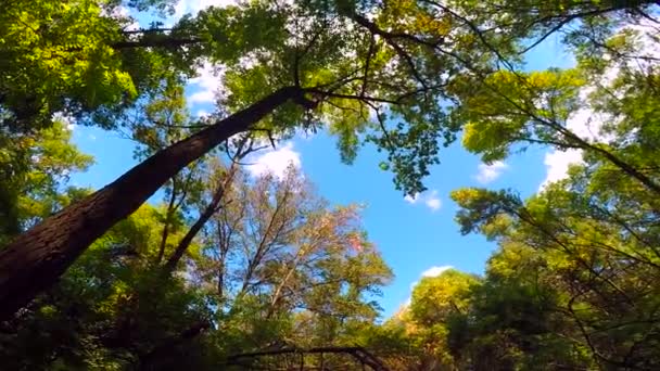 Красивый зеленый лес — стоковое видео