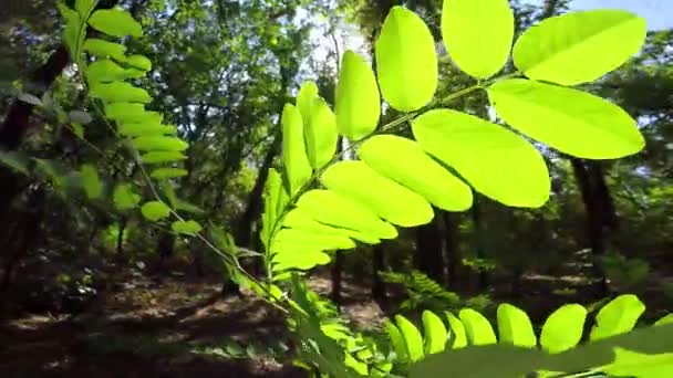 Hermoso bosque verde — Vídeos de Stock