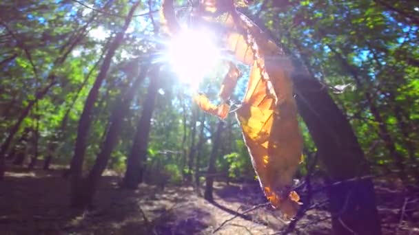 A Floresta Verde — Vídeo de Stock