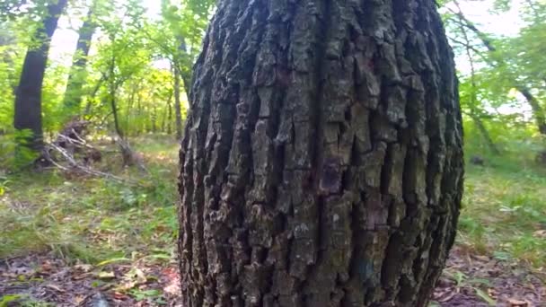 Stammen av träd i skogen — Stockvideo