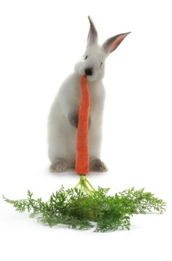 beyaz tavşan havuç ile