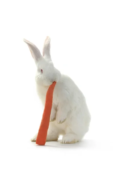 White rabbit with carrot — Stock Photo, Image