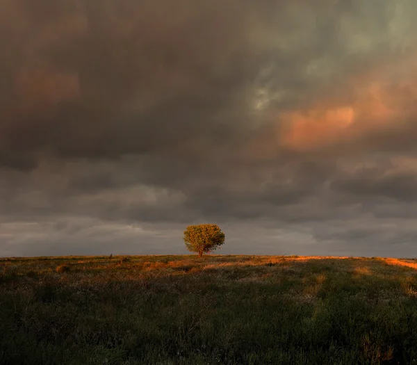 Dark sky with solitary tree — Stock Photo, Image