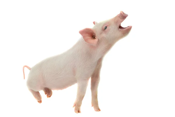 Pig open mouth — Stock Photo, Image