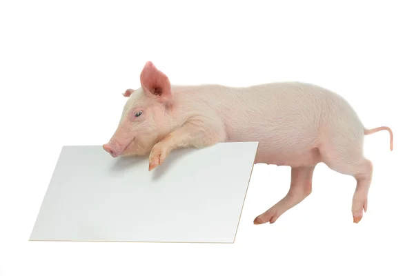 Schwein mit Blatt für ein Textschreiben — Stockfoto