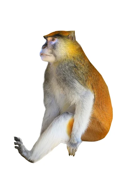 Apina eristetty valkoinen — kuvapankkivalokuva
