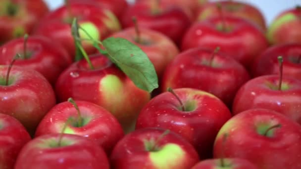 Спелые яблоки — стоковое видео