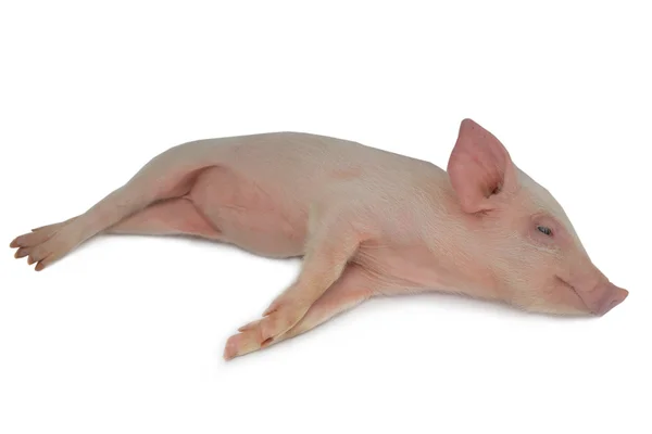 Piglet  on a white — Stock Photo, Image