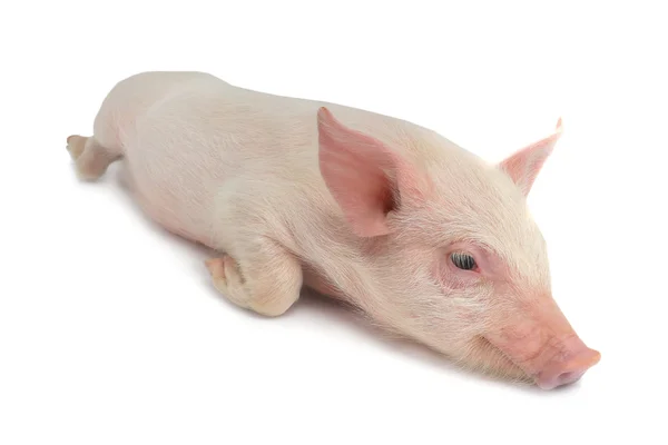 Piglet  on a white — Stock Photo, Image