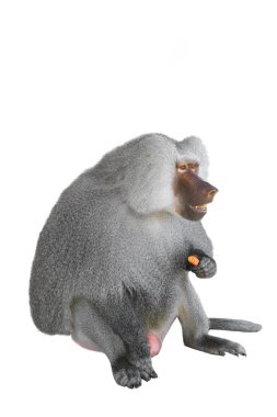 bir portre hamadryad