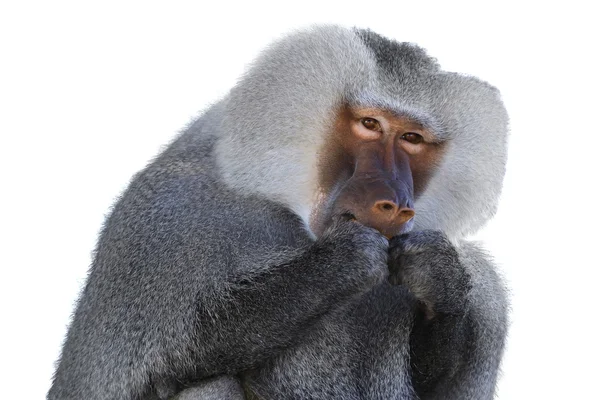 Retrato de hamadryad de perto — Fotografia de Stock