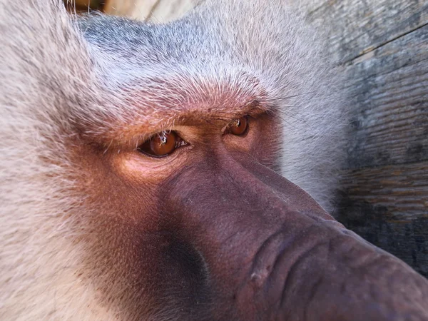 Portrait de hamadryad gros plan — Photo