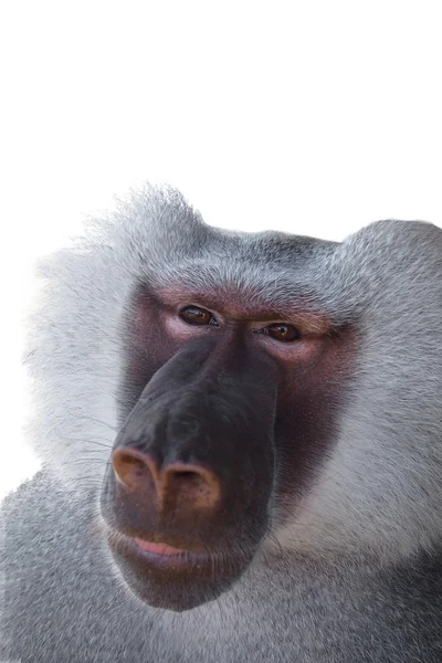 Retrato de hamadryad de perto — Fotografia de Stock