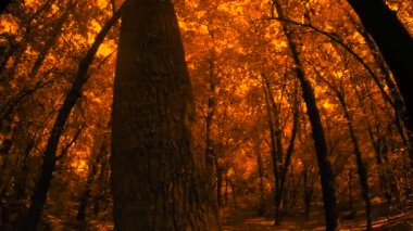 orman parlak gün batımı sırasında