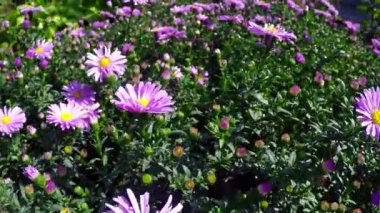 Sevgiliye mavi çiçek