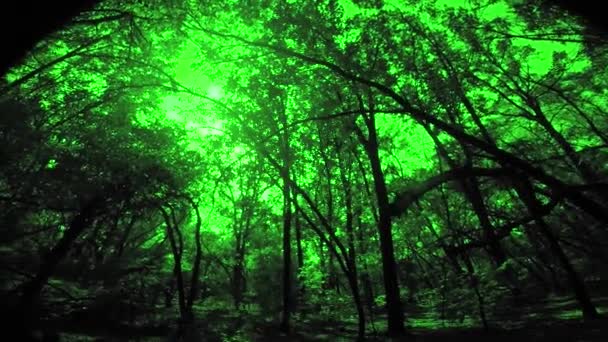 Forêt verte d'été — Video