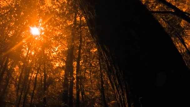 Лес во время яркого заката — стоковое видео