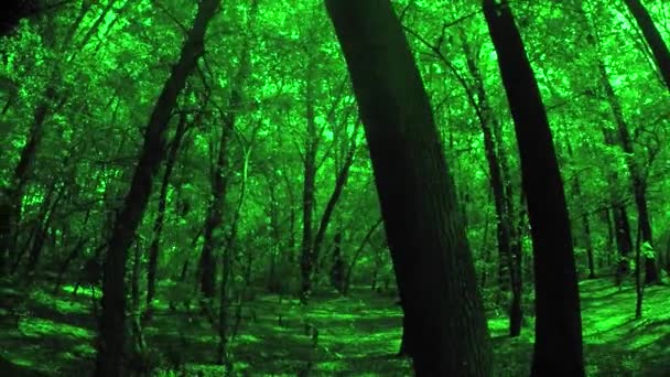 Bosque verde de verano — Vídeos de Stock