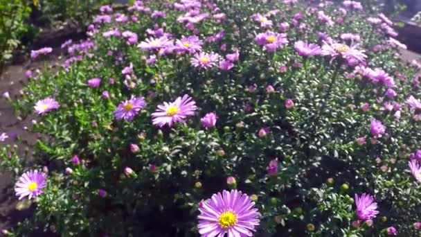 Sevgiliye mavi çiçek — Stok video