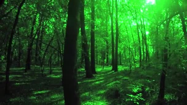 緑の夏の森 — ストック動画