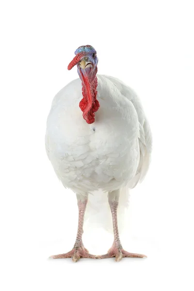 White domestic turkey — Stock Photo, Image