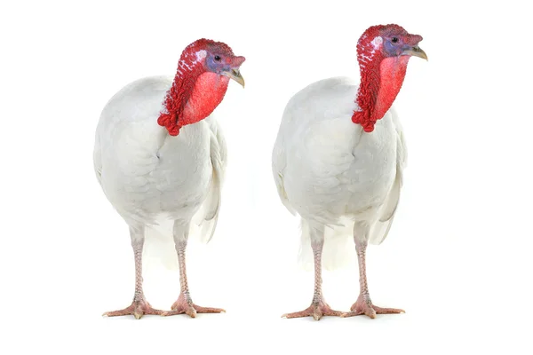 Dos pavo aislado en un blanco — Foto de Stock