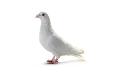 Beyaz Güvercin-barış sembolü