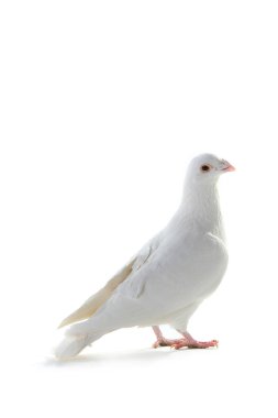 Beyaz Güvercin-barış sembolü