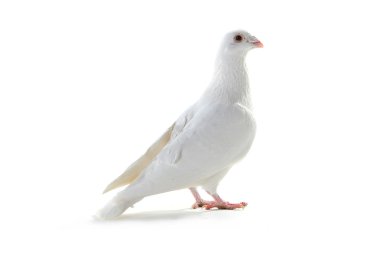 Beyaz Güvercin-barış sembolü