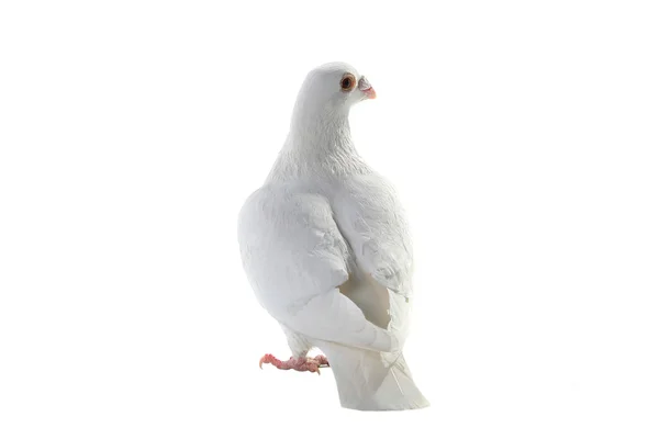 Pombo-símbolo branco da paz — Fotografia de Stock